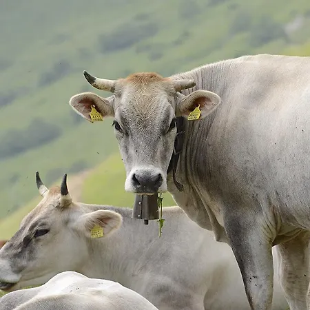 Апартаменты Valliera *