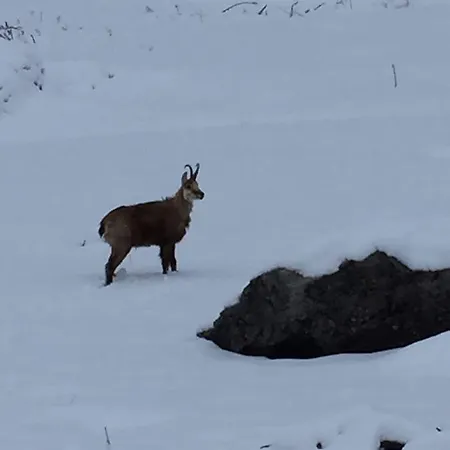 Valliera Castelmagno