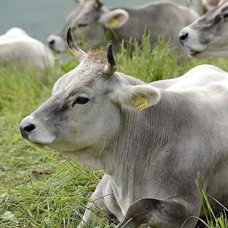 Valliera * Castelmagno