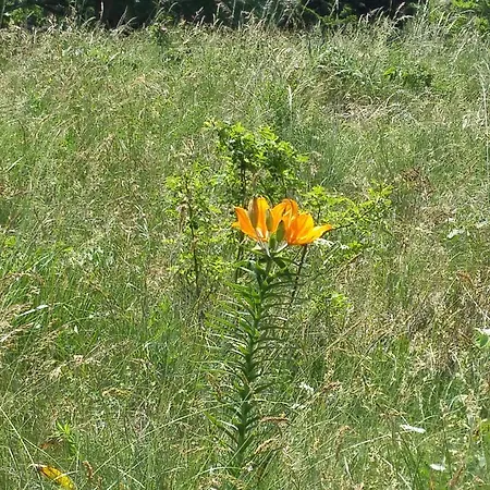 Valliera Апартаменты